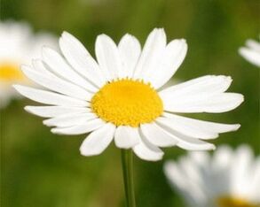Chamomile decoction causes a feeling of tiredness